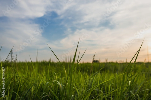 Obraz grass and sky