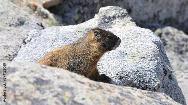 Fototapeta Marmot sitting on a rock in the Rocky Mountain National Park near Estes Park in Colorado