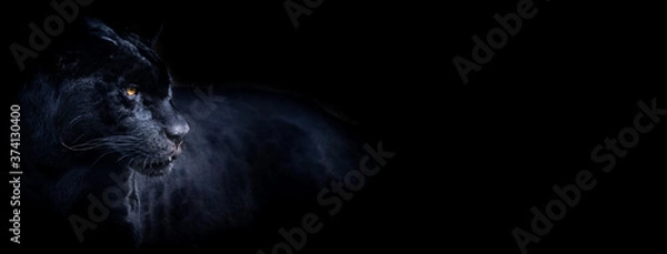 Fototapeta Template of a black panther with a black background