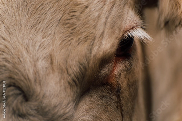 Fototapeta regard triste d'une vache à l’abattoir. vache triste. vache souffrante. souffrance animale 