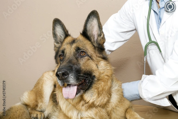 Fototapeta German Shepherd