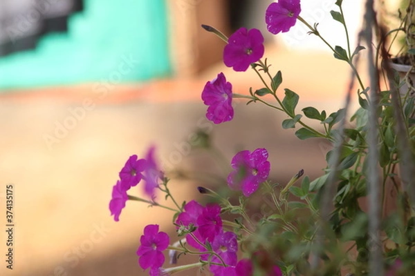 Obraz flowers on the wall