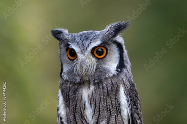 Obraz Weissgesichtseule