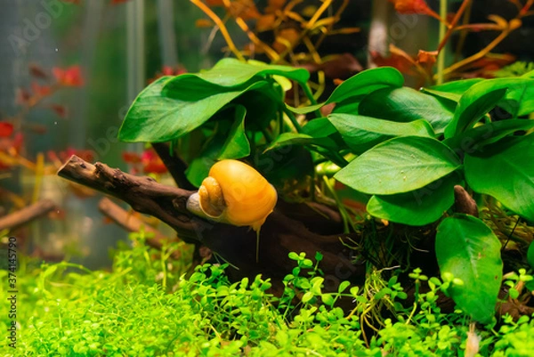 Obraz Apple snail in aquarium
