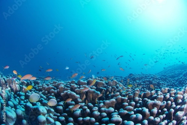 Fototapeta コモンシコロサンゴに群れる魚
