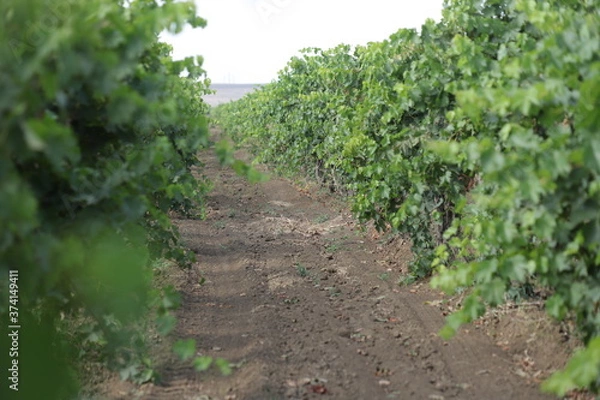 Obraz vineyard in the summer
