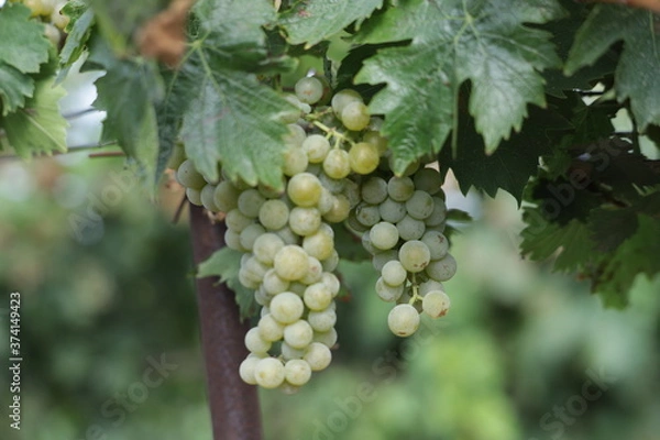 Obraz grapes on vine
