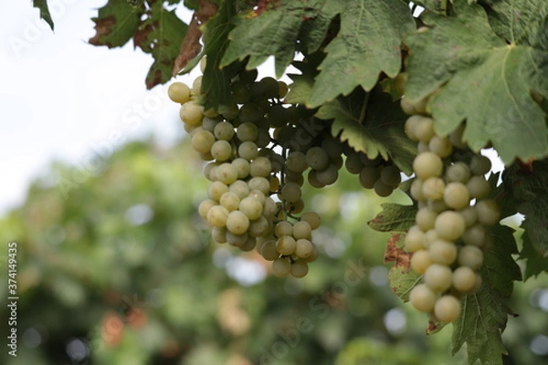 Obraz grapes on vine