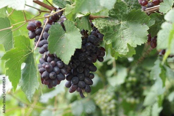 Obraz grapes on vine