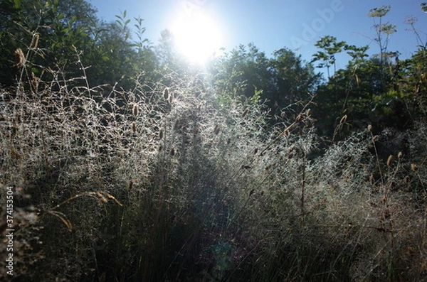 Obraz grass and sky
