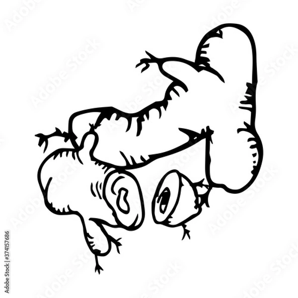 Fototapeta Ginger icon vector hand drawn