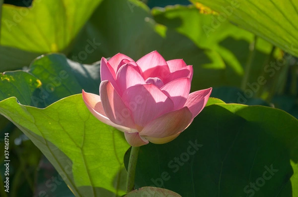 Fototapeta Close-up of a pink Indian Lotus flower in the Bay on a Sunny summer day.