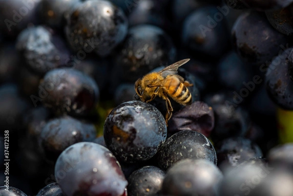 Obraz Bee feeding on harvested grapes