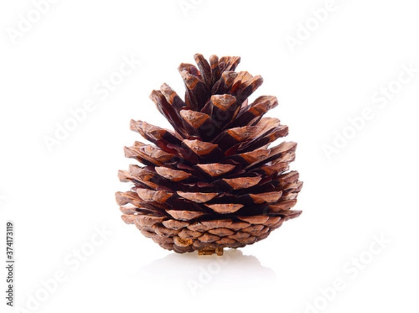 Fototapeta pine cones on a white background