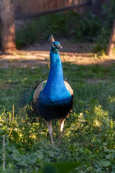 Obraz Peacock stands