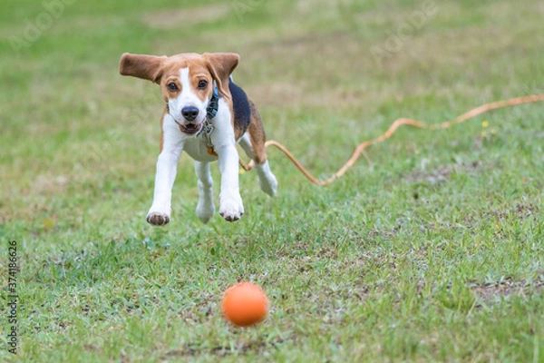 Obraz dog playing with ball