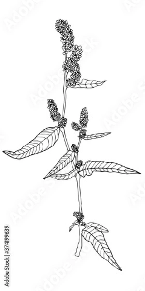 Fototapeta Spotted knotweed or common persicaria. Simple hand drawn illustration in sketch style. 