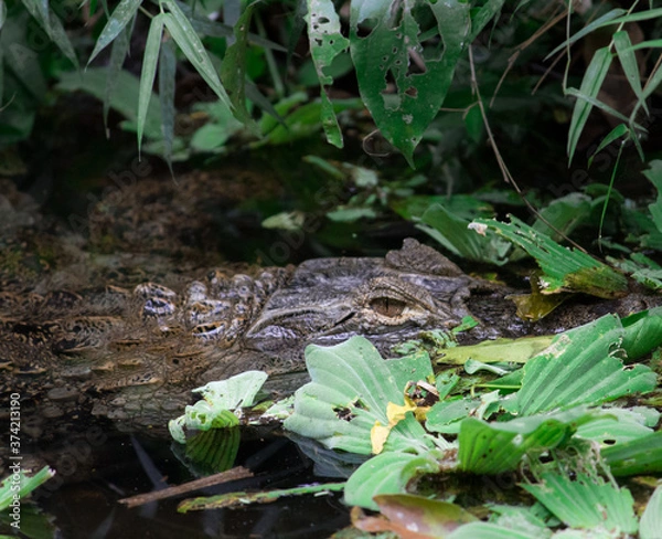 Obraz Hiding crocodile