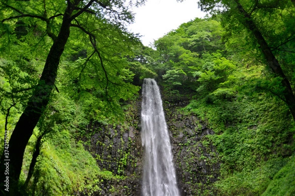 Fototapeta 日本の滝