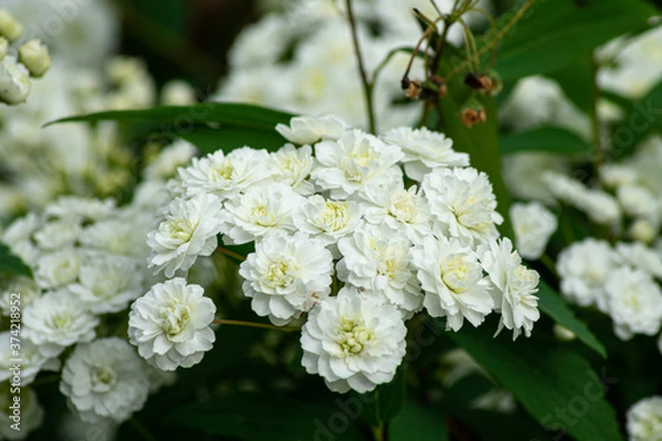 Obraz white flowers