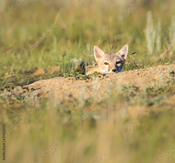 Obraz Endangered swift fox in the wild