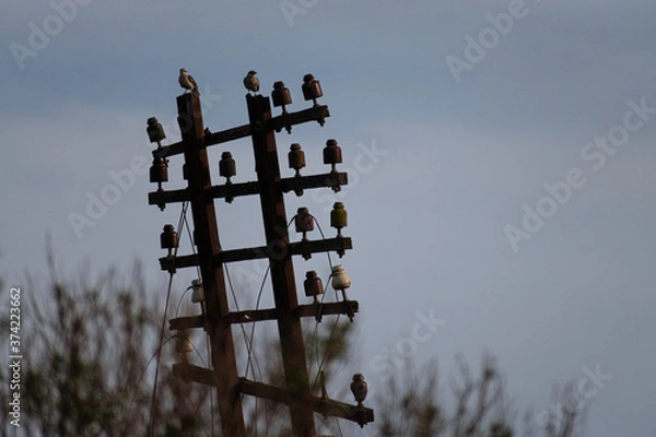 Fototapeta bird above wire pole