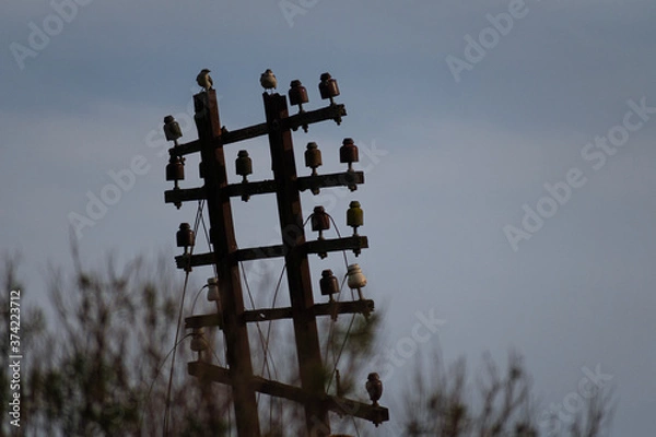 Fototapeta bird above wire pole