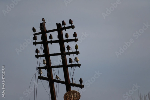 Fototapeta bird above wire pole