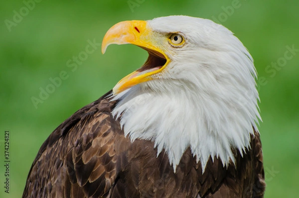Fototapeta A Bald Eagle Calls