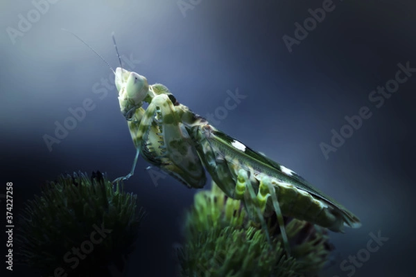 Fototapeta Beautiful Macro art of defensive pose of Green Praying Mantis