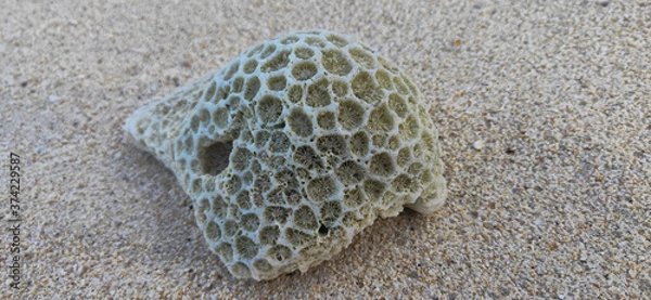 Obraz coral rocks on the beach sand