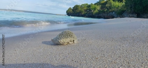 Obraz coral rocks on the beach sand