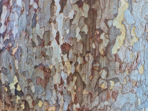 Obraz tree bark texture