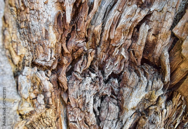 Obraz tree bark texture