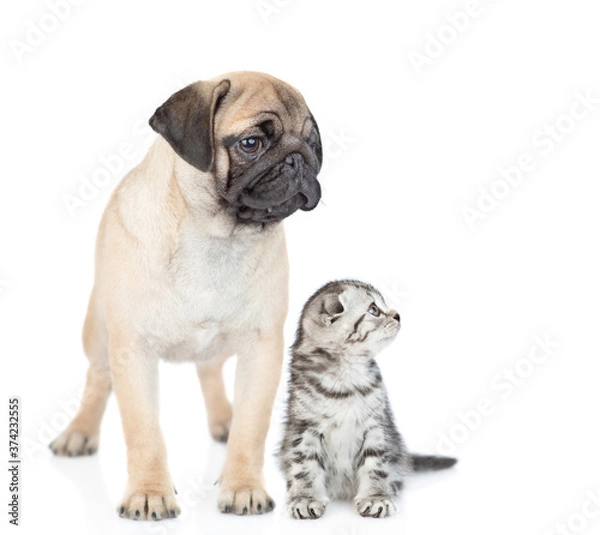 Fototapeta Pug puppy and scottish kitten sit together and look awayand up on empty space. isolated on white background