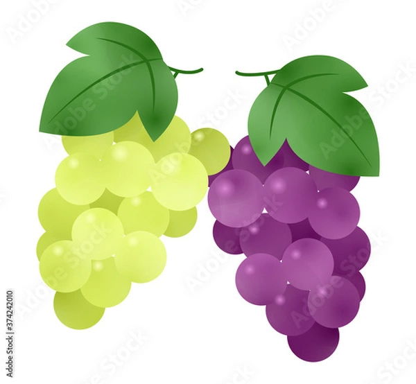 Obraz ぶどうとマスカット