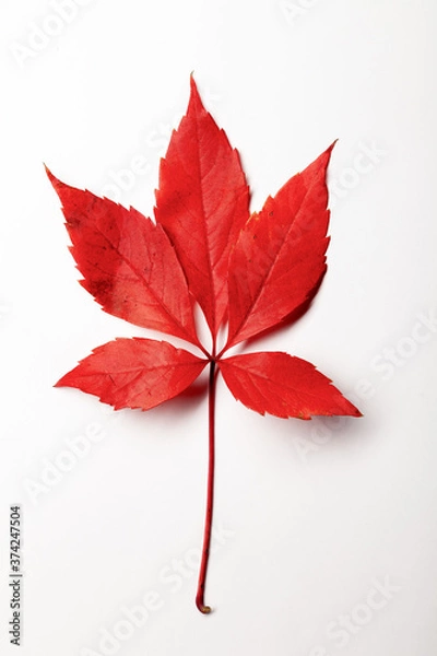 Fototapeta Close-up red autumn maple colorful leave, texture background