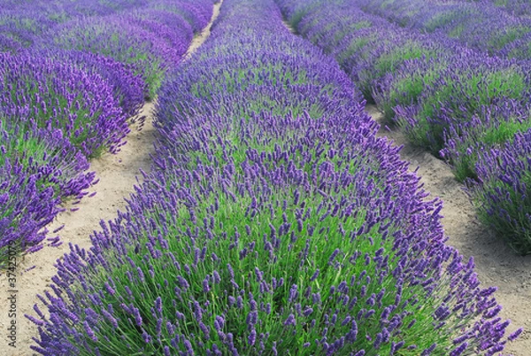 Obraz Rows of Lavender Plants in a Field