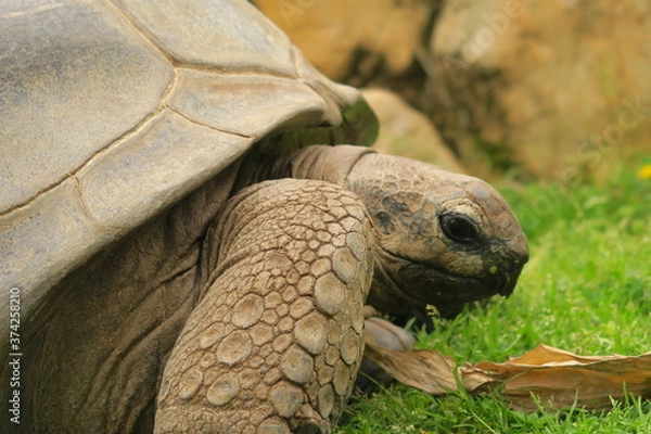Obraz turtle on the grass