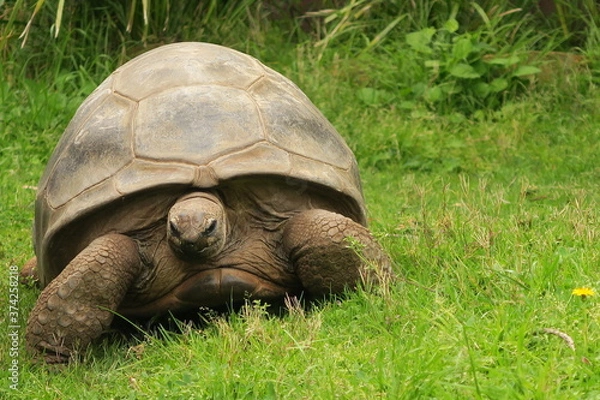 Obraz turtle on grass