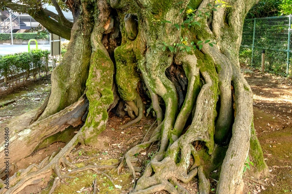 Obraz 港区高輪の旧細川邸のシイ