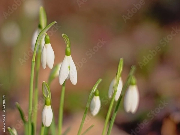 Fototapeta Close up of snowdrops growing on the forest floor, selective focus - galanthus 