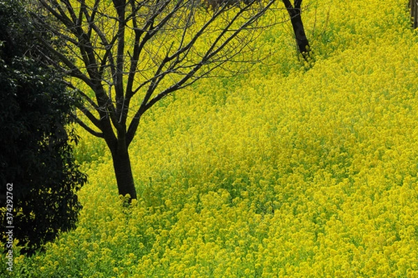 Obraz 菜の花の丘