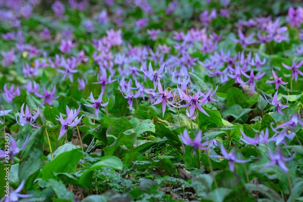 Fototapeta カタクリ