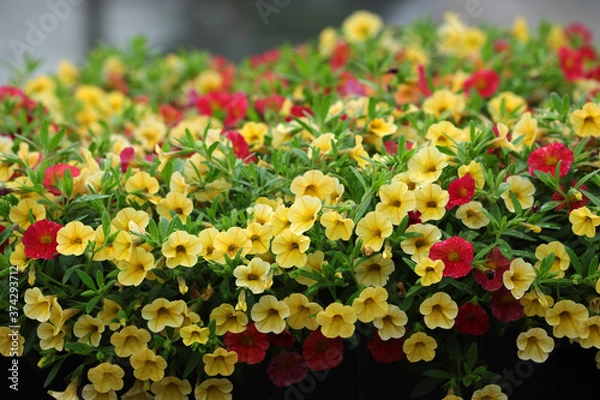 Fototapeta ペチュニア