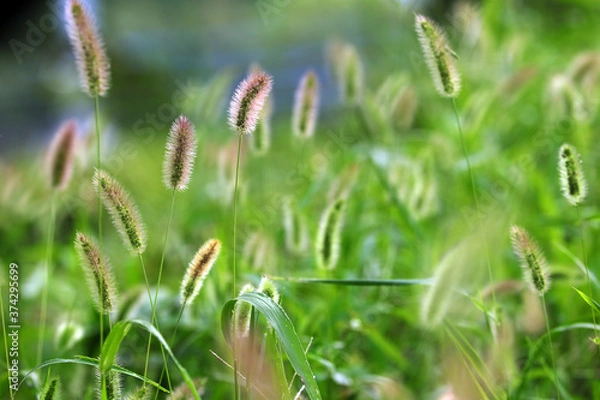 Fototapeta エノコログサ