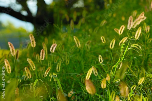 Obraz エノコログサ