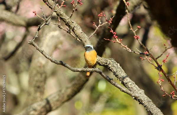 Obraz 梅にジョウビタキ