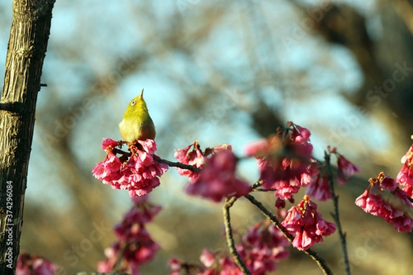 Obraz 寒桜にメジロ