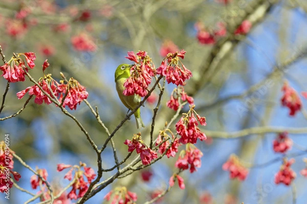 Obraz 寒桜にメジロ